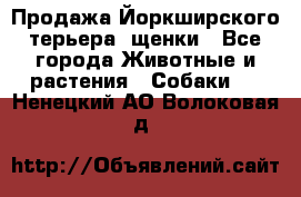 Продажа Йоркширского терьера, щенки - Все города Животные и растения » Собаки   . Ненецкий АО,Волоковая д.